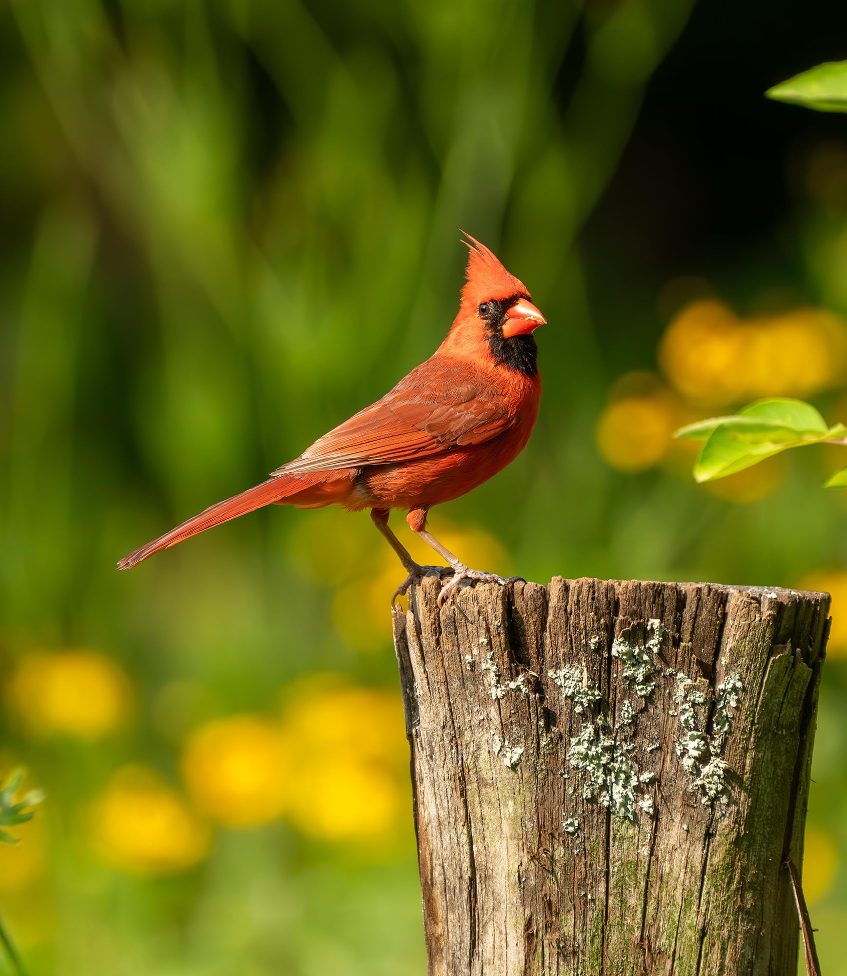 Sommer's Wild Bird Food Product Variations