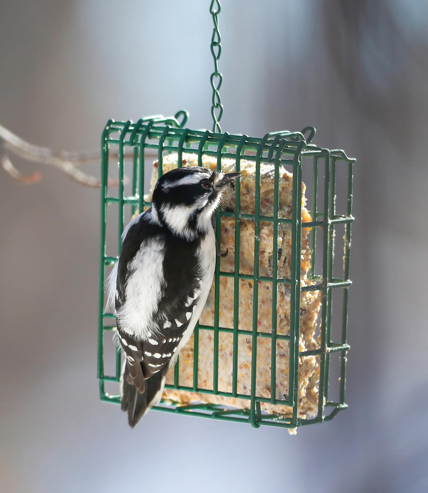 Sommer's Wild Bird Food Product Variations