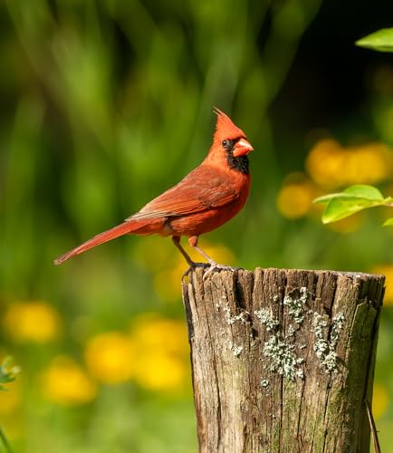 North Coast Cardinal Bird Seed – 40 lb Bulk Sunflower & Safflower Bird Feeder Blend