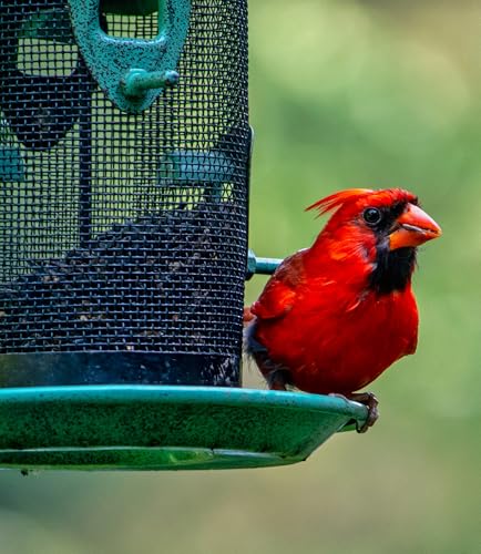 No Millet Special Wild Bird Seed – 40 lb Bulk Sunflower & Grain Bird Feeder Blend