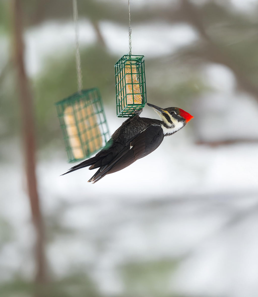 Sommer's Wild Bird Food Product Variations