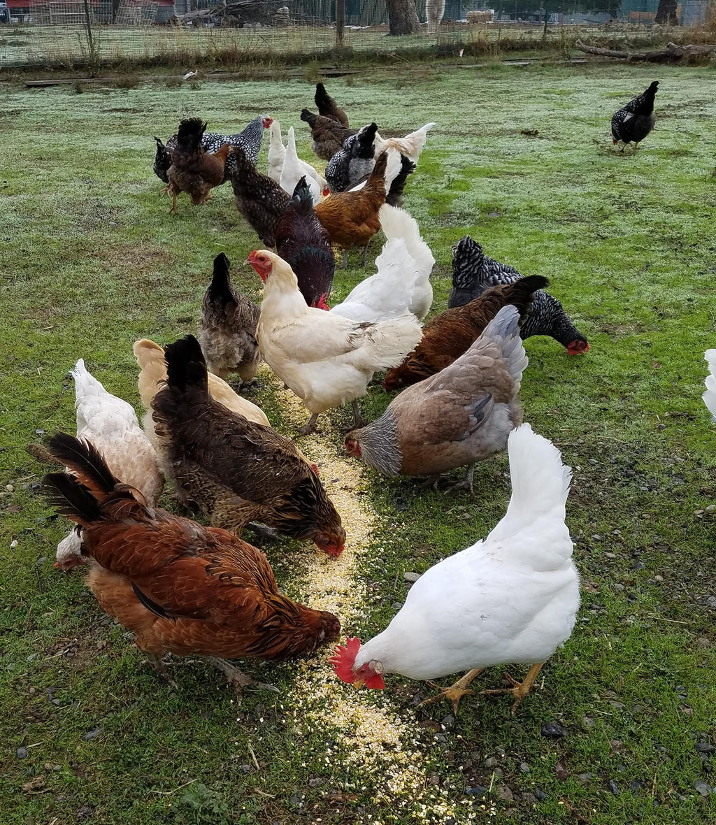 Shelled Corn Bulk Wildlife & Bird Feed – 25 lb Whole Kernel Corn