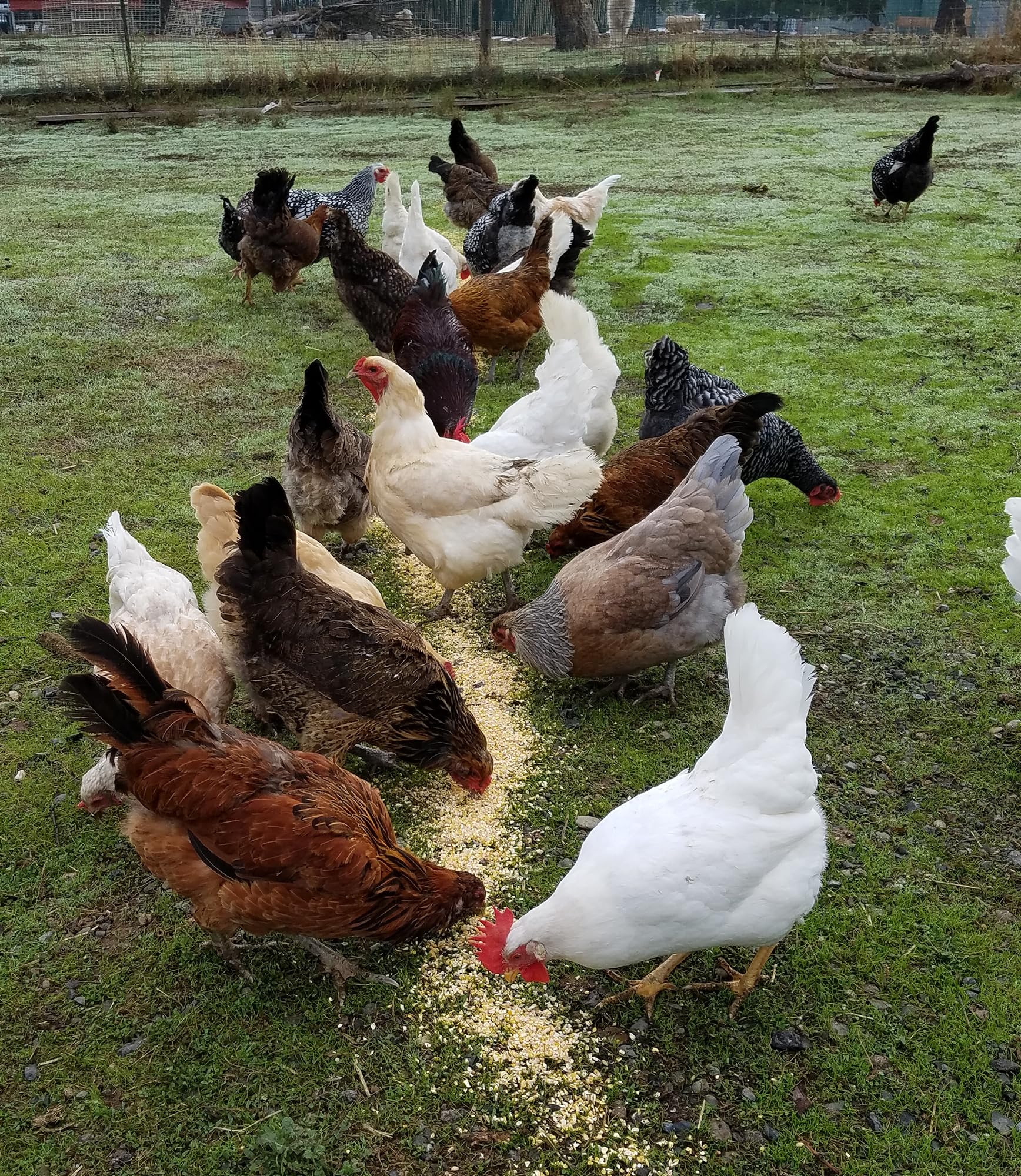 Sommer's Wild Bird Food Crazy 8 Chicken Scratch Grain Mix – 40 lb Chicken & Poultry Treat Blend | Backyard Flock Snack with Cracked Corn, Grains & Seeds Bulk Size