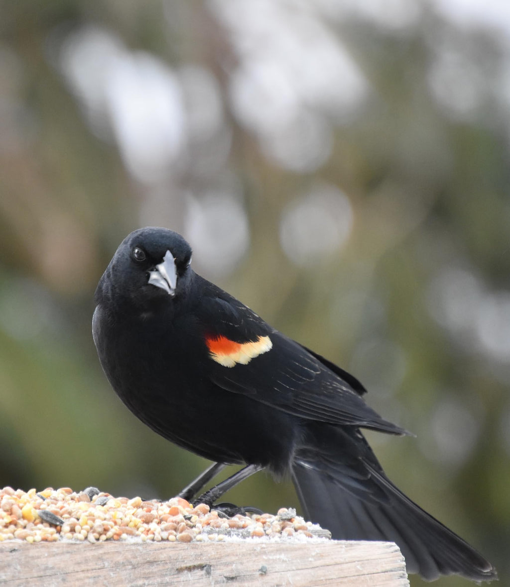 Sommer's Wild Bird Food Product Variations