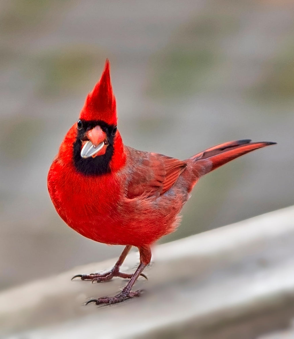 Sommer's Wild Bird Food Product Variations