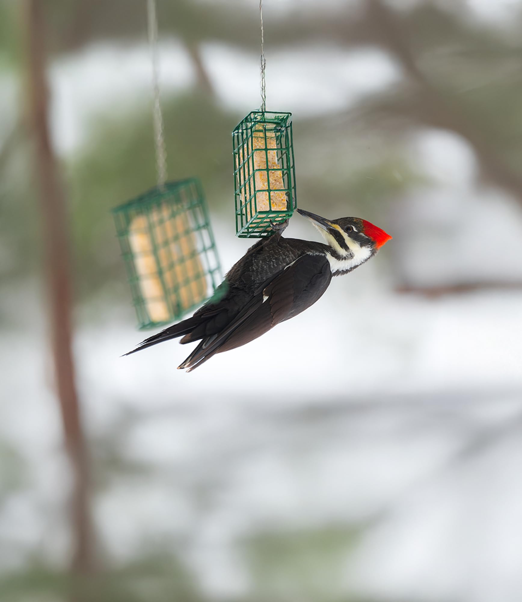 Sommer's Wild Bird Food Product Variations