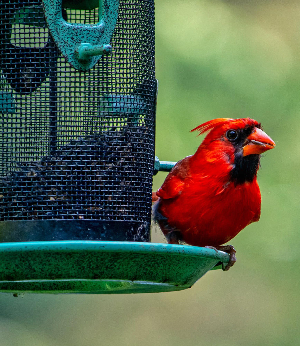 Sommer's Wild Bird Food Product Variations