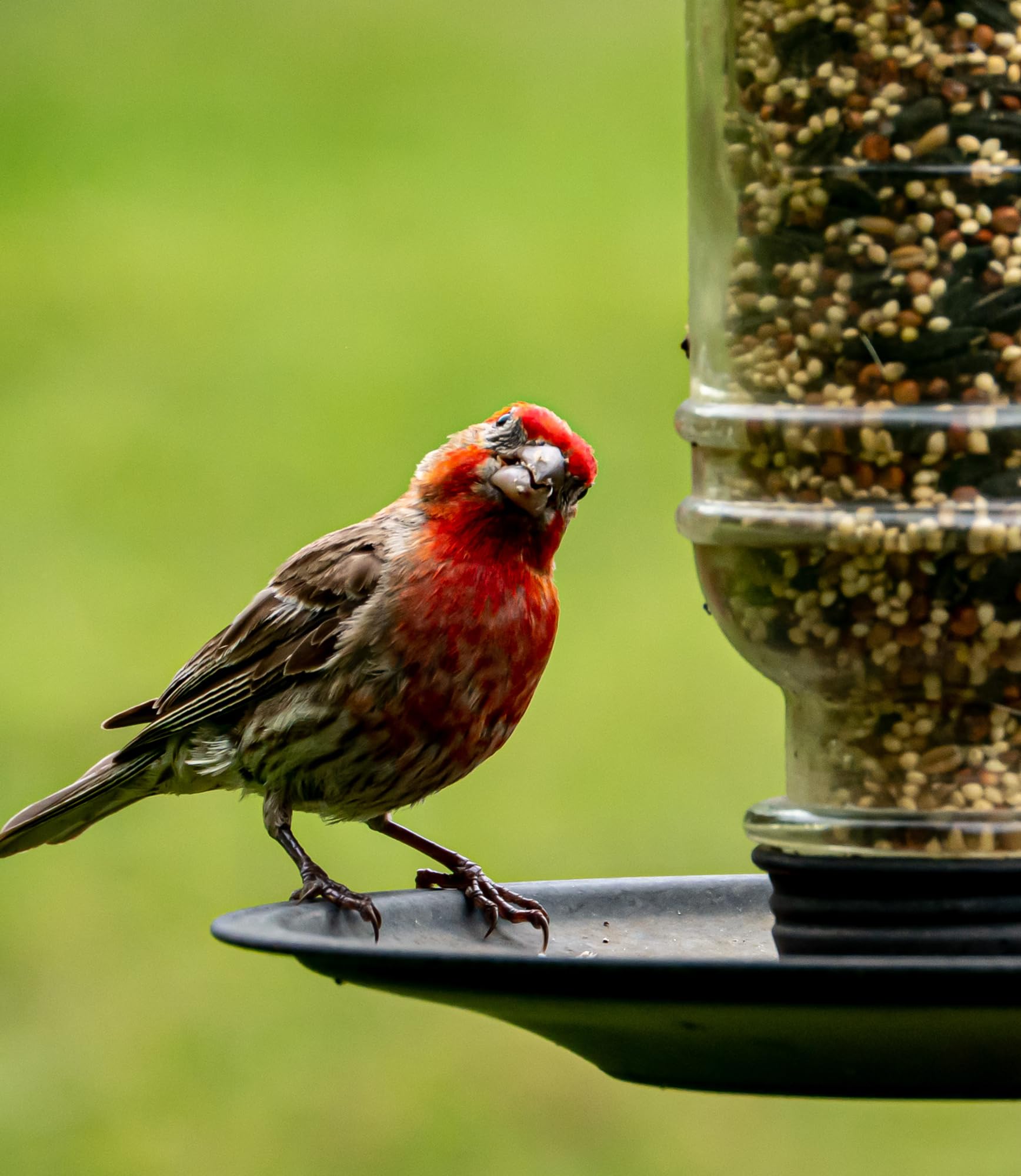 Sommer's Wild Bird Food Product Variations