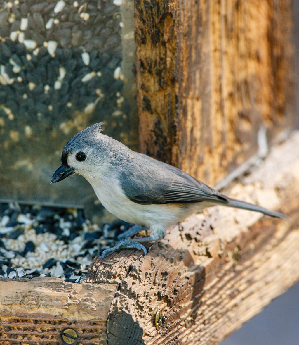 Sommer's Wild Bird Food Product Variations