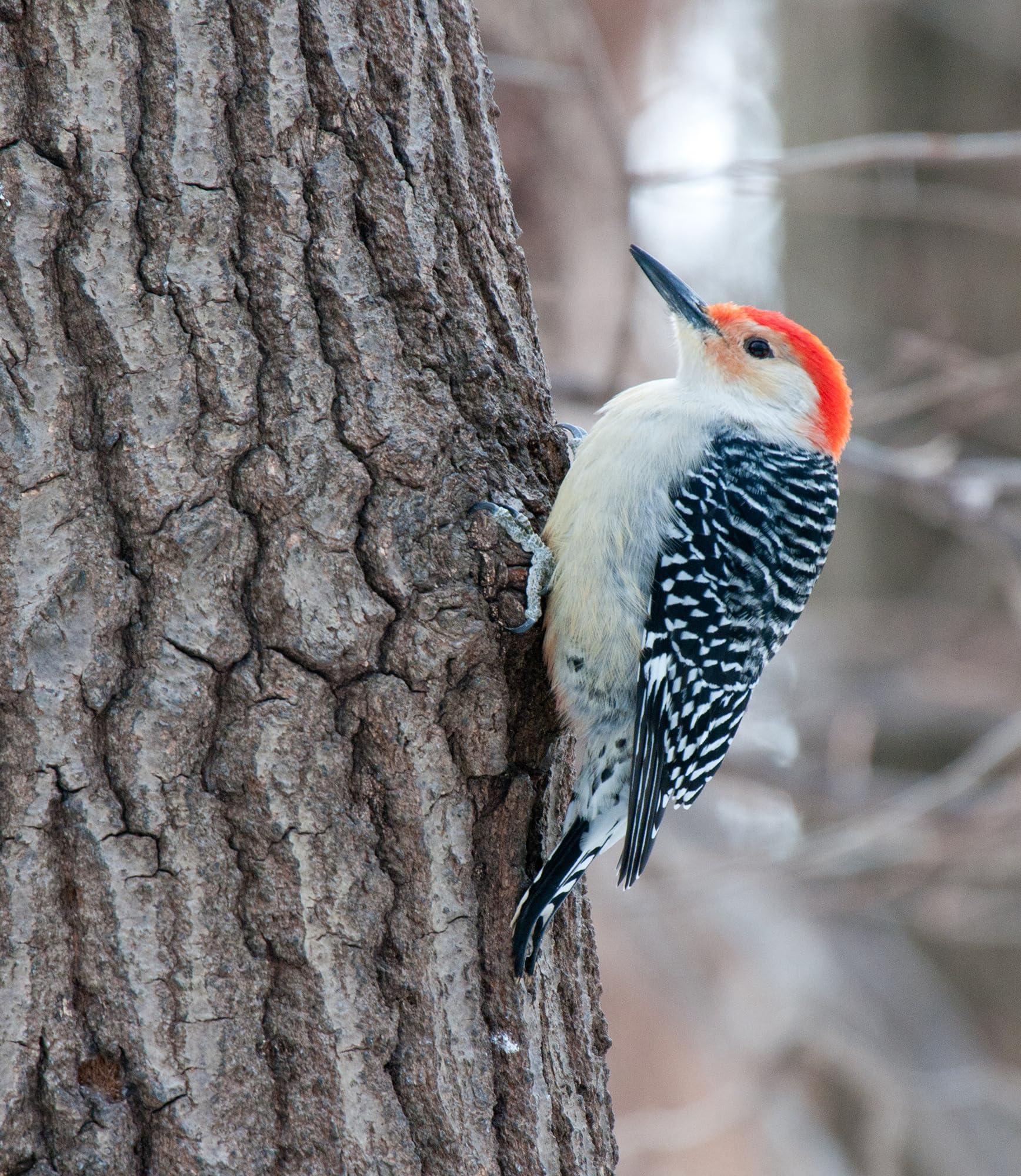 Woodpecker Bird Seed – 5 lb Nut & Sunflower Seed Blend