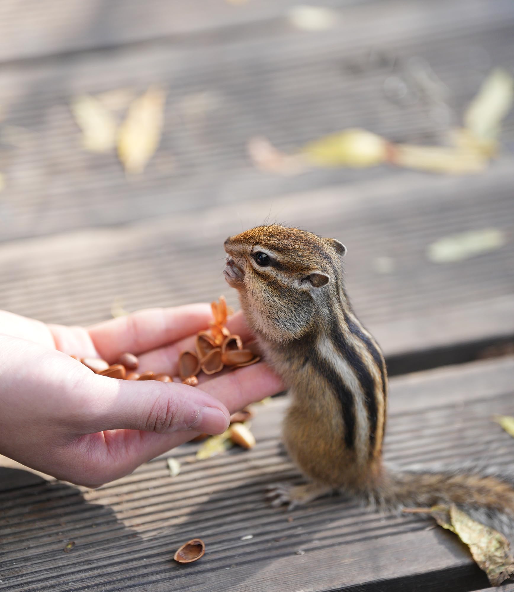 Sommer's Wild Bird Food Product Variations