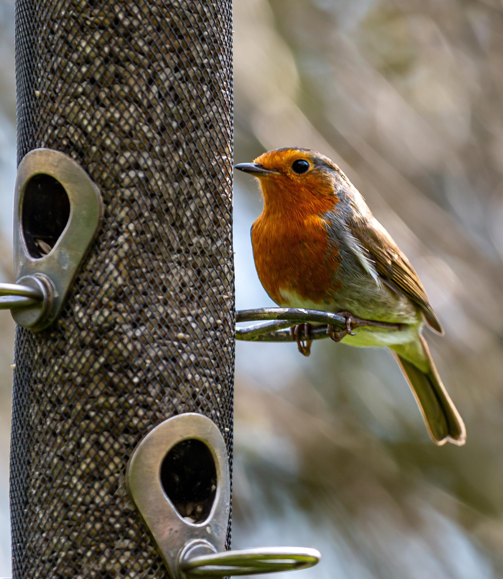 Sommer's Wild Bird Food Product Variations