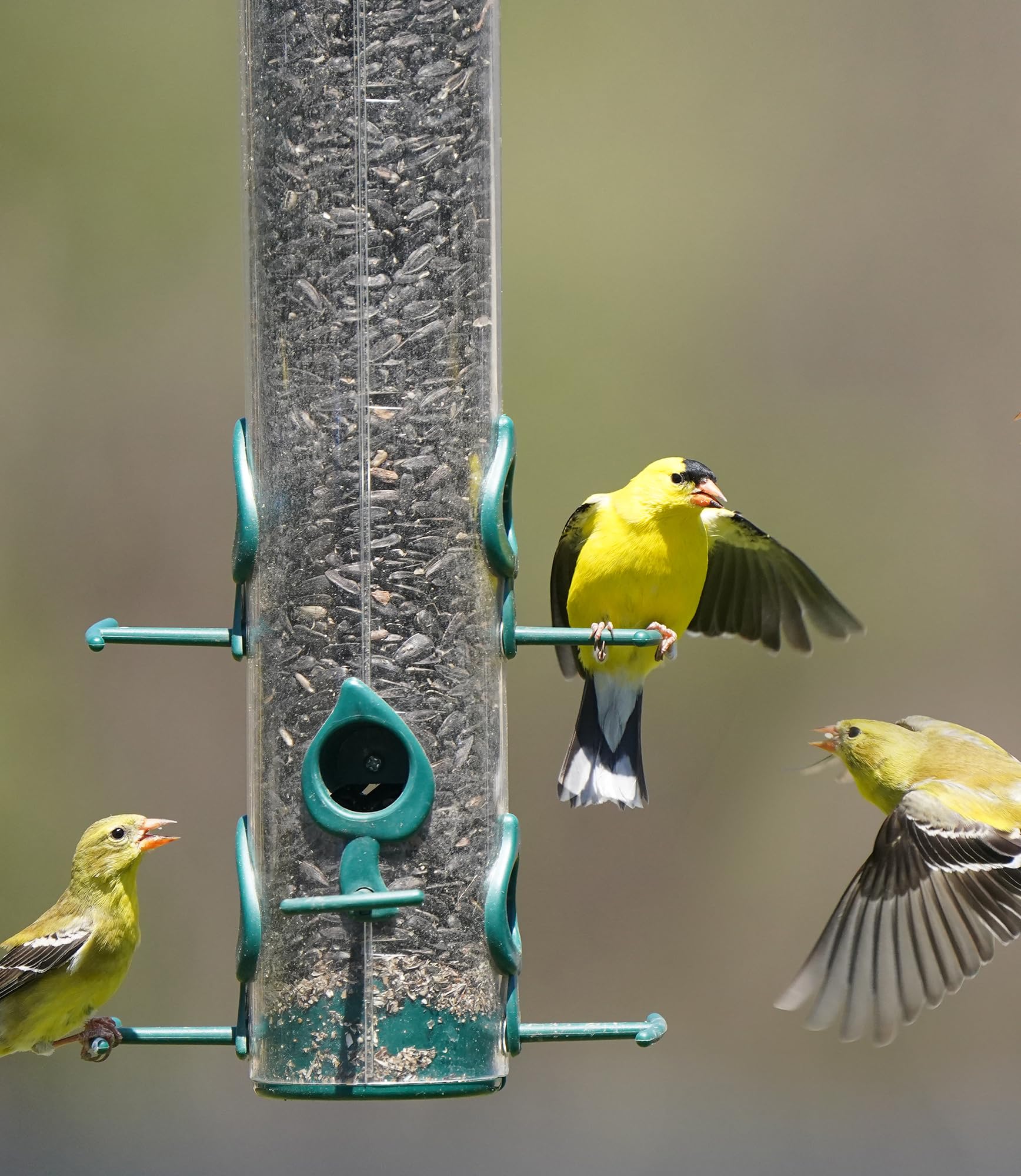 Sommer's Wild Bird Food Product Variations