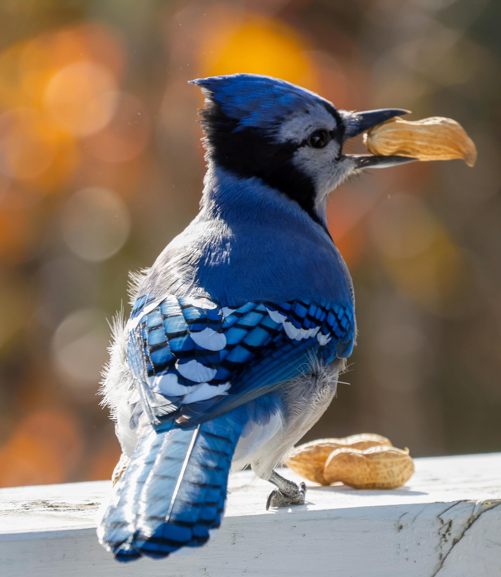 Sommer's Wild Bird Food Product Variations