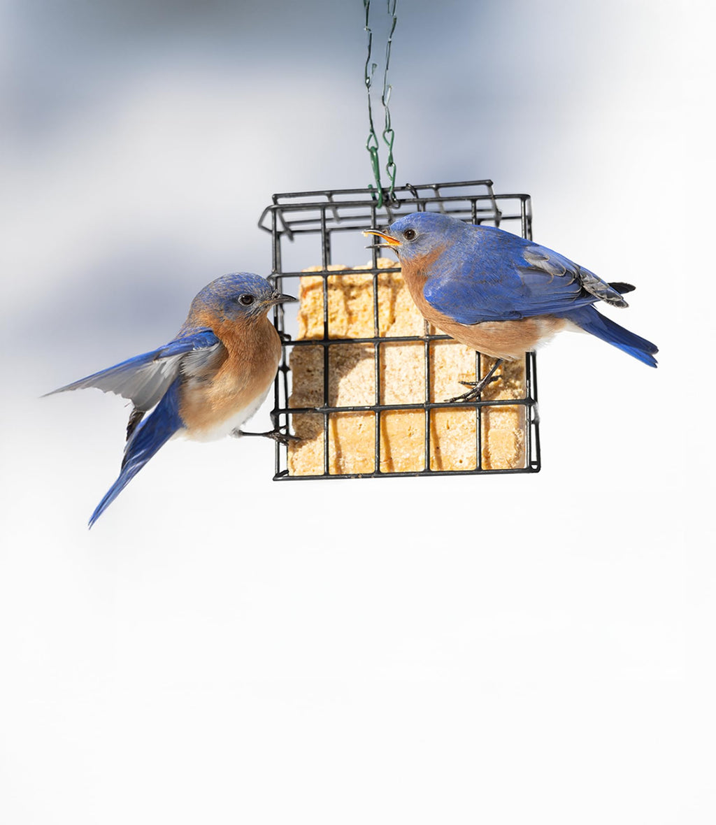 Sommer's Wild Bird Food Product Variations