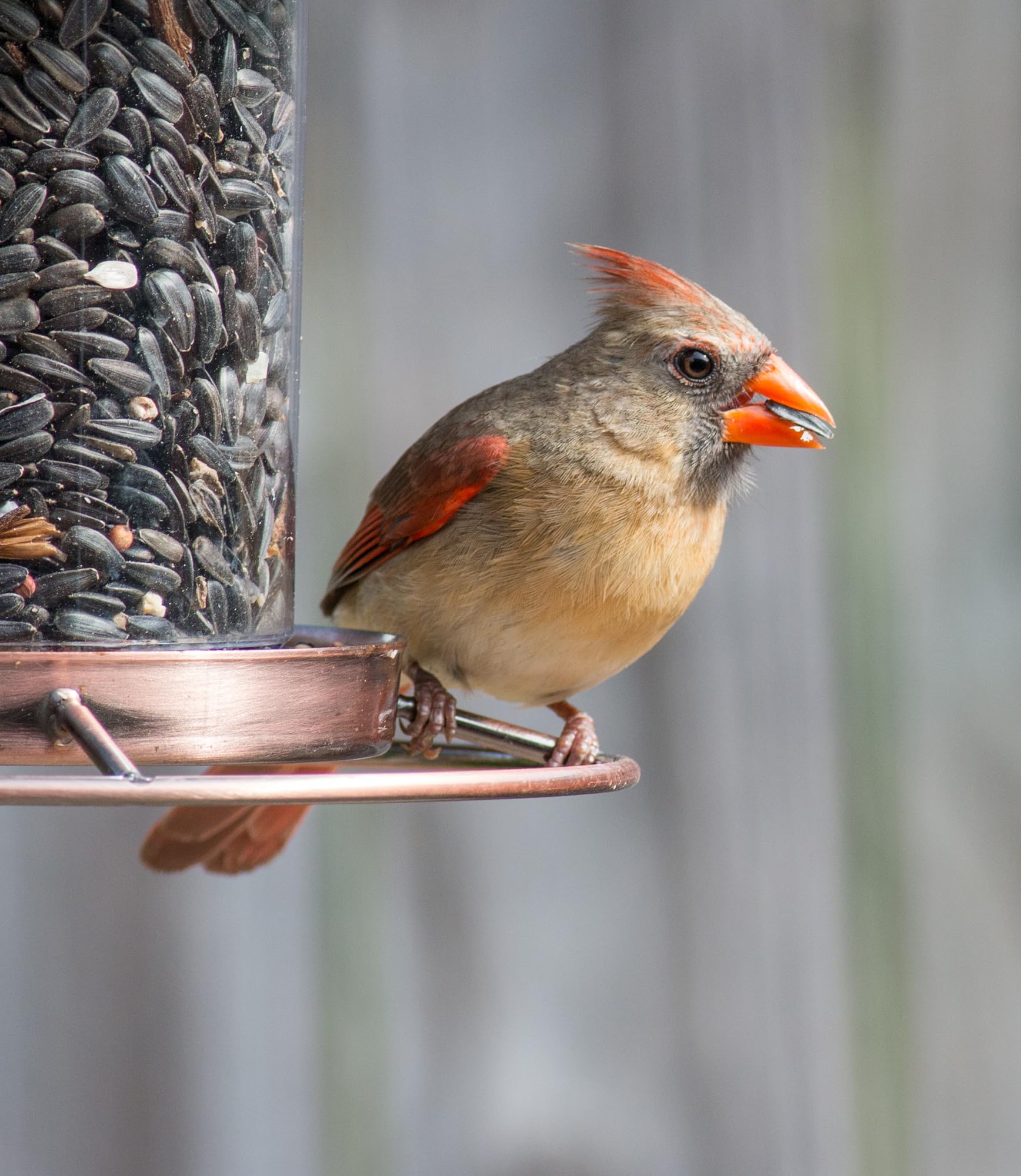 Sommer's Wild Bird Food Product Variations