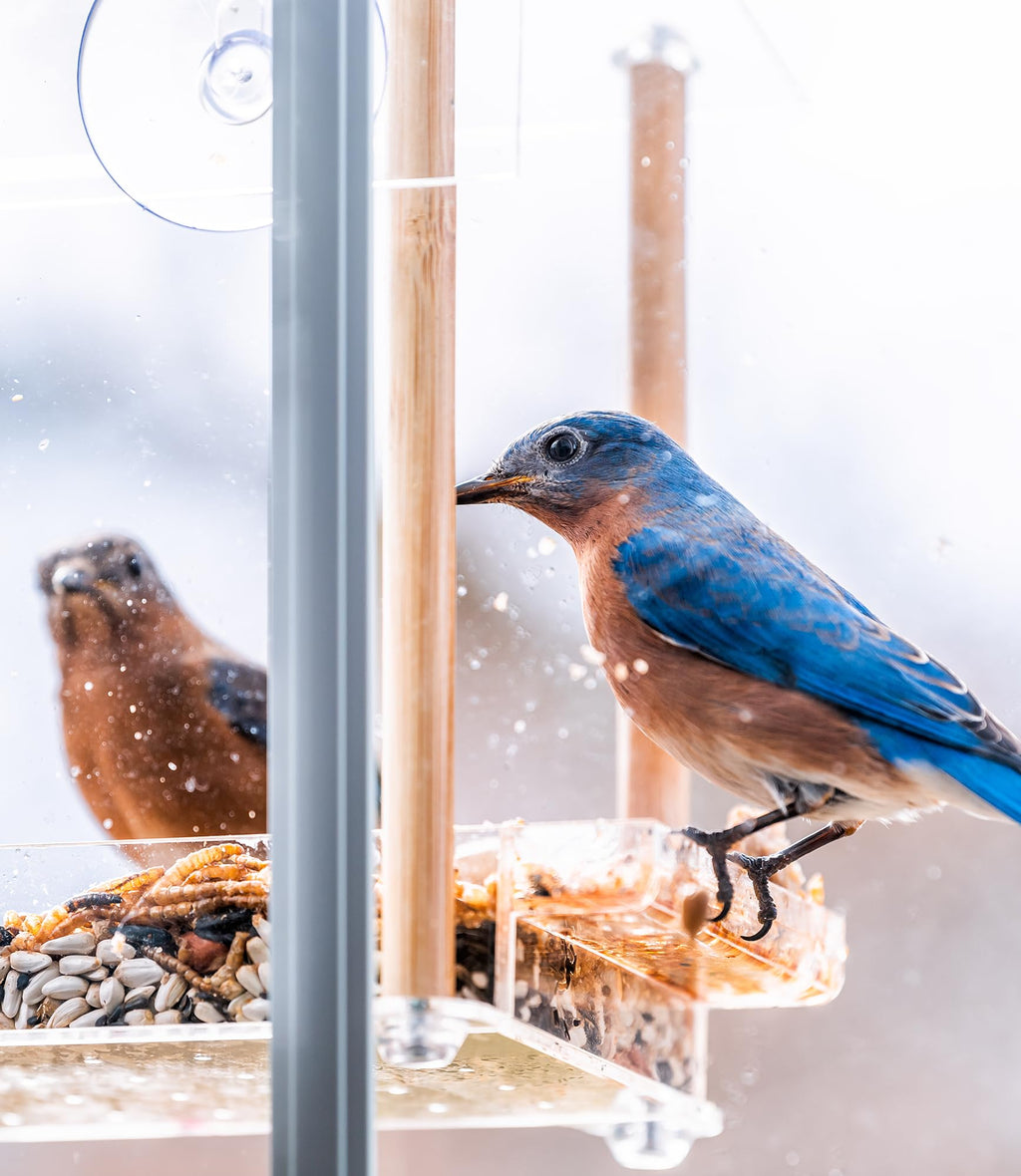 Sommer's Wild Bird Food Product Variations