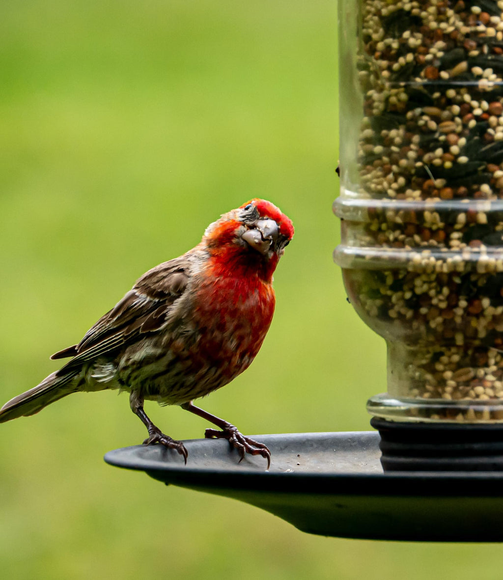 Sommer's Wild Bird Food Product Variations