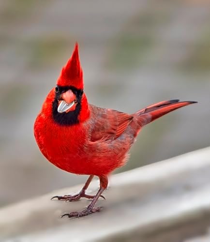 North Coast Cardinal Bird Seed – 40 lb Bulk Sunflower & Safflower Bird Feeder Blend